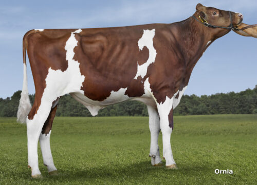Holstein roodbont